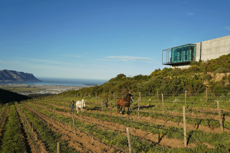 ウォータークルーフ・ヴィンヤード 編集