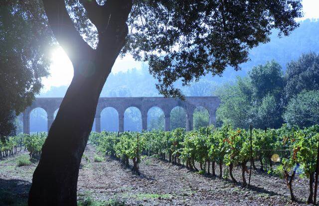 ブドウ畑の様子