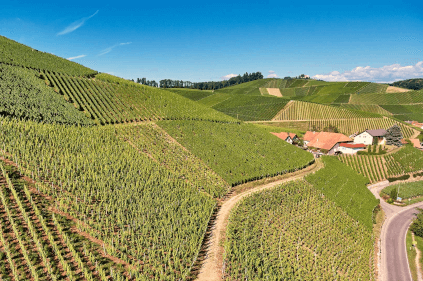 ヴィンヤード アンドレアス・ライブル ヴィンヤード・アンド・レアス・ライブル