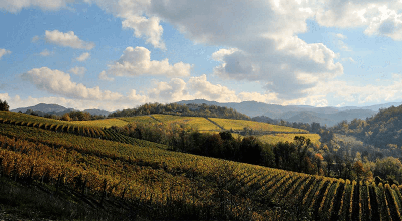 ピエモンテのブドウの木