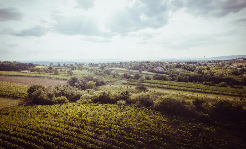 パノラマヒルズ ノイジードル湖 トリエバウマー パノラマヒルズ ノイジードル湖 トリエバウマー