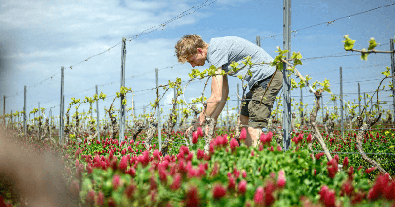 ヘメルのワイン畑
