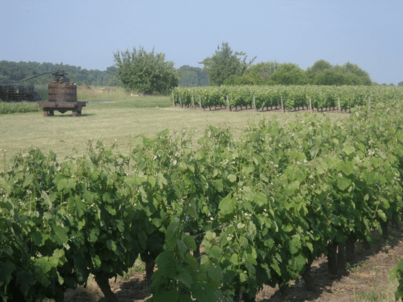 ヴァインズ ヴァインズ