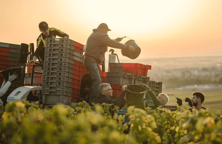 ベルテルモットの収穫