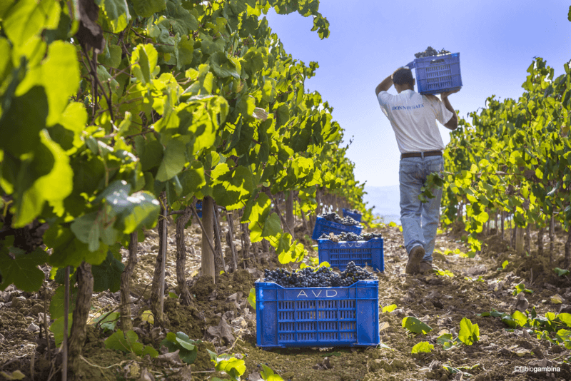 ドナフガタの収穫 ドナフガタの収穫