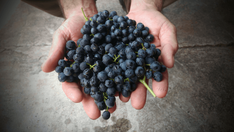 ソメックワイナリーでのヴィンテージ ソメックワイナリーでのヴィンテージ