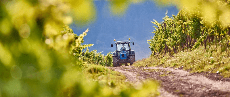 カルタウザーホーフのブドウ畑のトラクター カルタウザーホーフのブドウ畑のトラクター