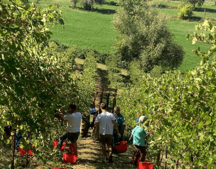 ヴィラ・ディ・コーロの収穫 ヴィラ・ディ・コーロの収穫