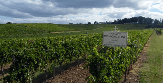 ドメーヌ・モンロンのブドウ畑 ドメーヌ・モンロンのブドウ畑