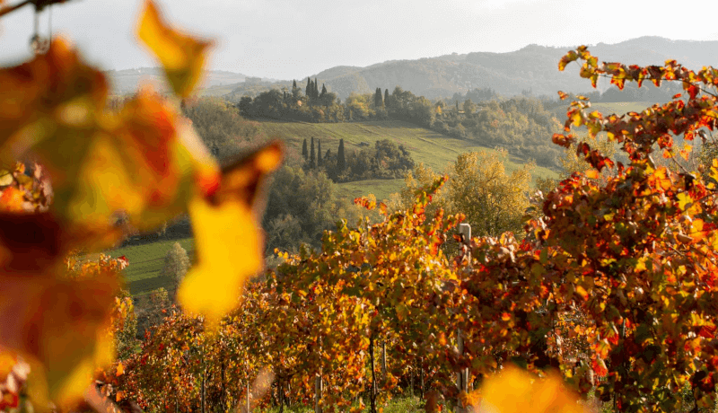 カンティーナ・プイアネッロ 秋のブドウ畑