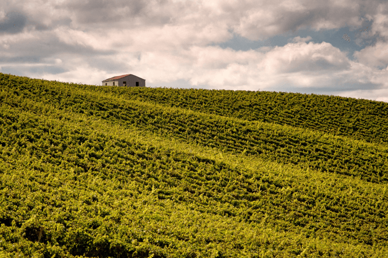 タラモンティ・テヌータ