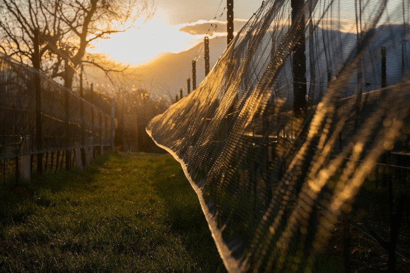 Proprieta Sperino ブドウ