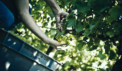 ウィリアム・フェーヴルでの手摘み収穫