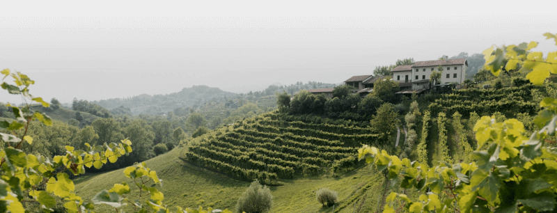 アソロ地方のブドウ畑 アソロ地方のブドウ畑