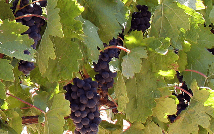 ブドウの成熟