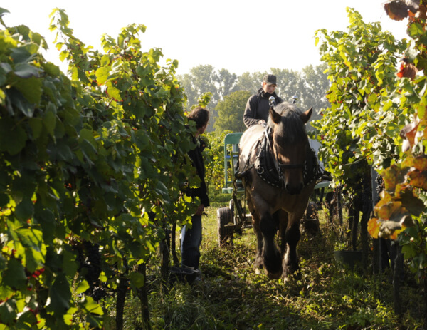 葡萄畑の馬 by Bergdolt-Reif - Nice