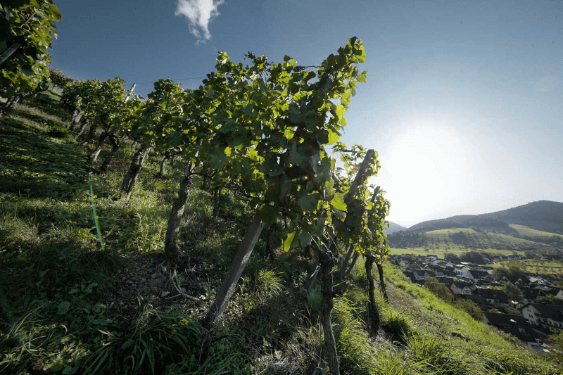 ヴァースマー社のブドウ畑を見渡す ヴァースマー社のブドウ畑を見渡す