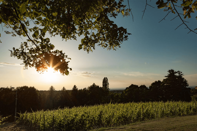 イル・ポッジョ・ディ・ガーヴィ・テリトリー