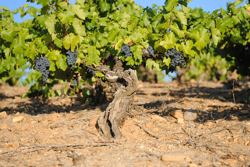 手摘みしかできない北スペインの代表的な灌木の木 手摘みしかできない北スペインの代表的な灌木の木