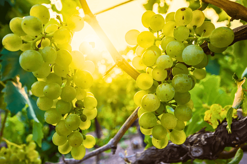 ブドウ樹のシルヴァナーのブドウ