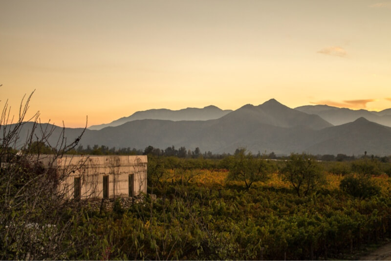 weingut-antiyal-weinberg weingut-antiyal-weinberg