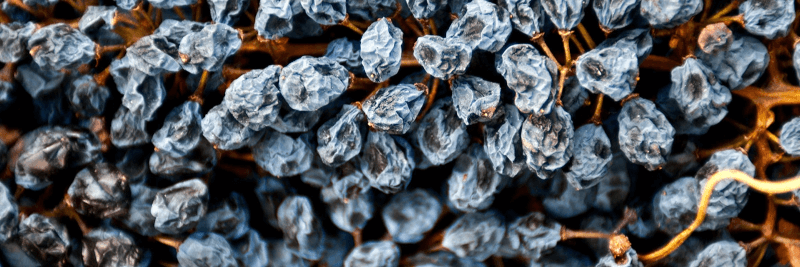 バローネ・モンタルトの干しブドウ バローネ・モンタルトの干しブドウ