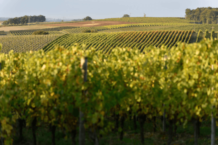 シャトー・レ・フォンテーヌのブドウ畑