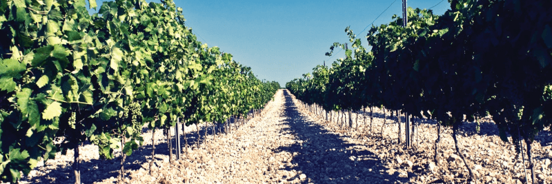 バローネ・モンタルト・ヴィンヤード バローネ・モンタルト・ヴィンヤード