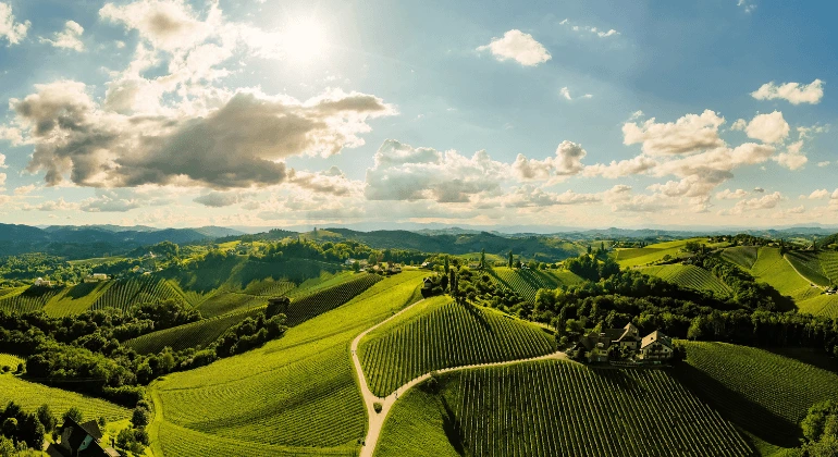 ドイツを巡るリースリングの旅 ― 6種ぶどう品種セット