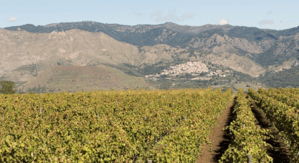 ロッカペルチャータのブドウ栽培