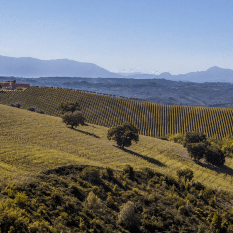 タラモンティ・テロワール