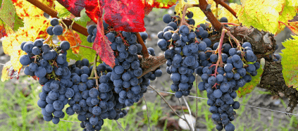 ブドウ畑の完熟ブドウ