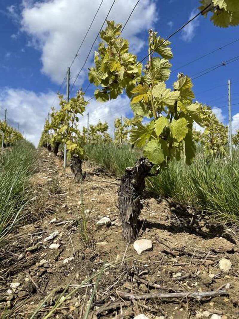 ブドウ収穫 シャンパーニュ・バルビション ブドウ収穫 シャンパーニュ・バルビション