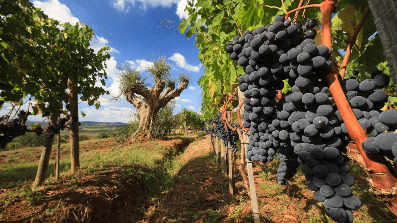 モンタニャーナの歴史あるブドウ畑で