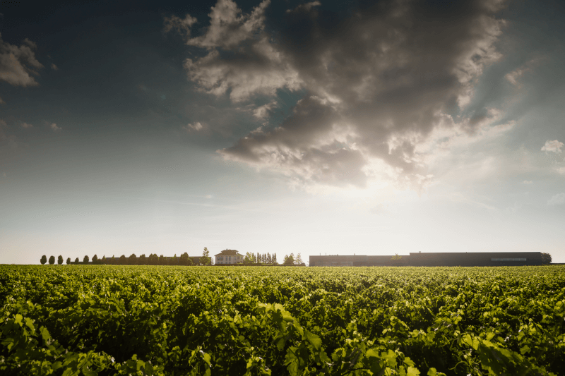 Markus-Schneider-Weingut-und-Rebzeilen