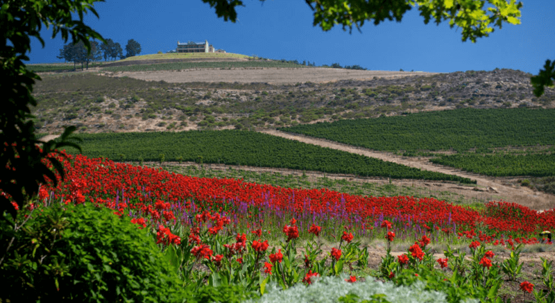 デ・モルゲンゾン・ワイルド・ガーデン