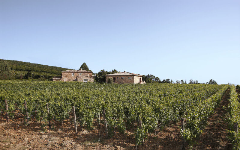 テヌータ・レ・ポタッツィーネのブドウ畑