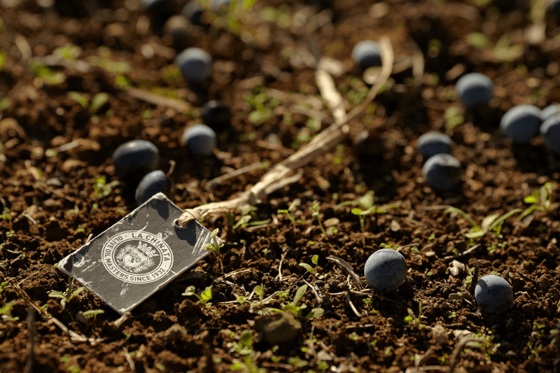 ラ・チナータ 静物画