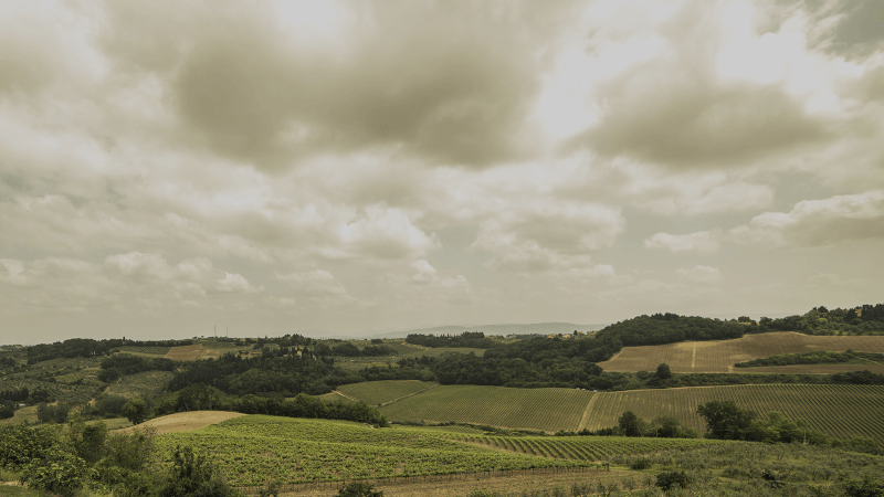 ブドウ畑を見渡す
