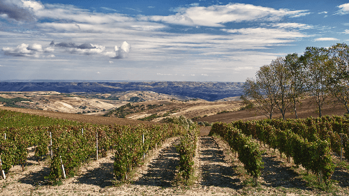ヴィニェティ・デル・ヴルトゥレのブドウ畑