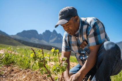 スターク・コンデのワインケア