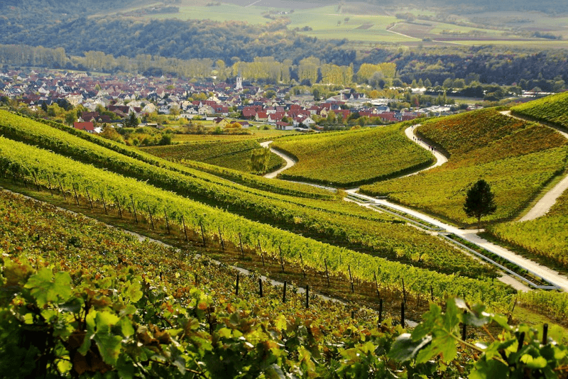 ドメーヌのブドウ畑を見渡す ドメーヌのブドウ畑を見渡す