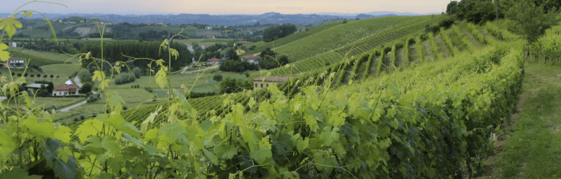 Cascina Carlot ブドウ