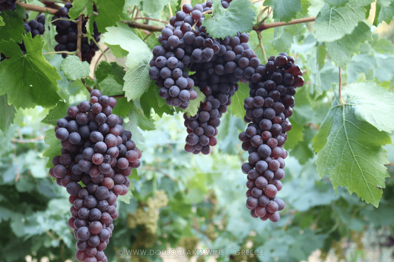 Douloufakis Winery Trauben Douloufakis Winery Trauben