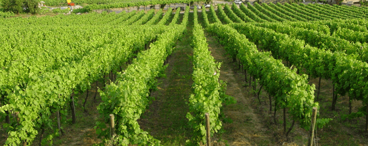 グローバルワイン DOCヴィーニョ・ヴェルデのブドウ畑
