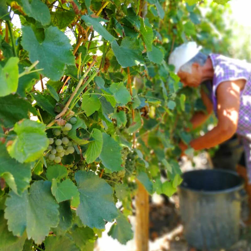 キンタ・ダ・リシャのブドウ収穫