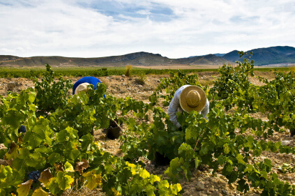 フアン・ヒルのブドウ畑