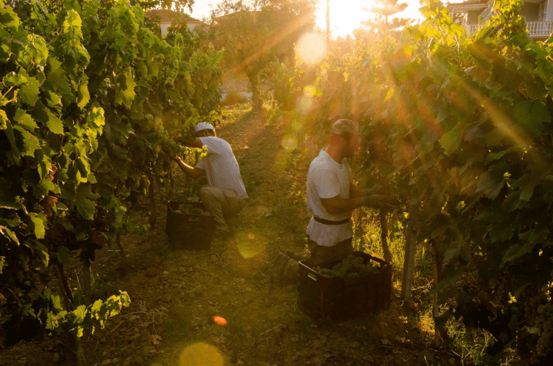 グランプサスワイナリーのワイン醸造者 グランプサスワイナリーのワイン醸造者