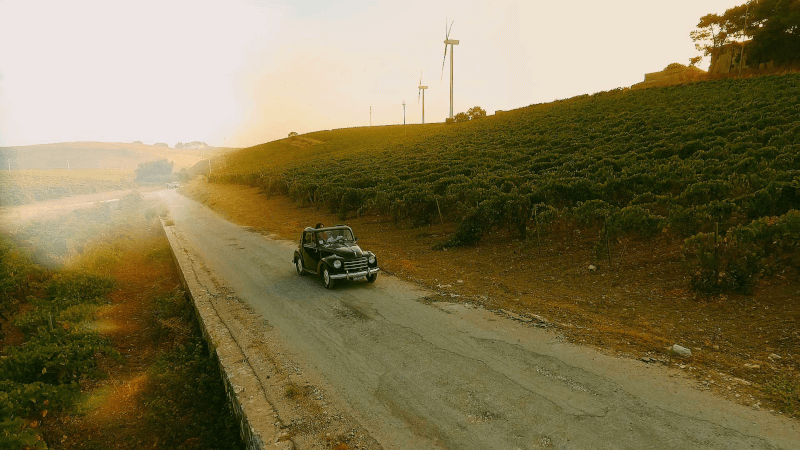 ブドウ畑の中をドライブ