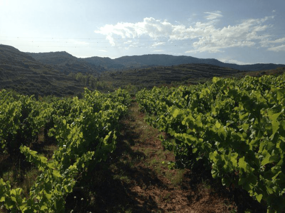 ぶどう畑の眺め ぶどう畑の眺め